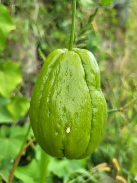 Chayote (glatte Früchte)  (Pflanze)